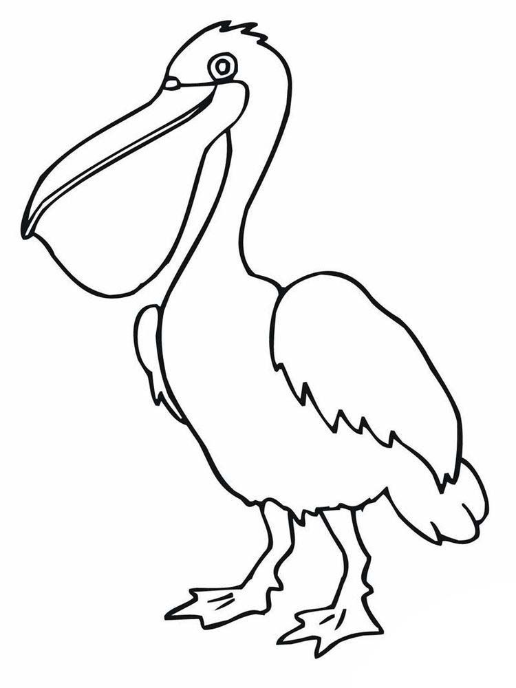 33 Pelicans Coloring Pages Printable 7