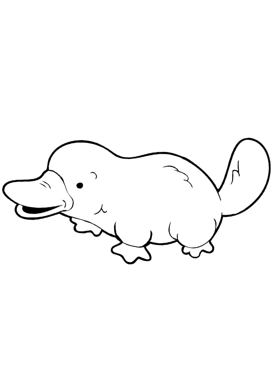 34 Unique Platypus Coloring Pages Printable 1