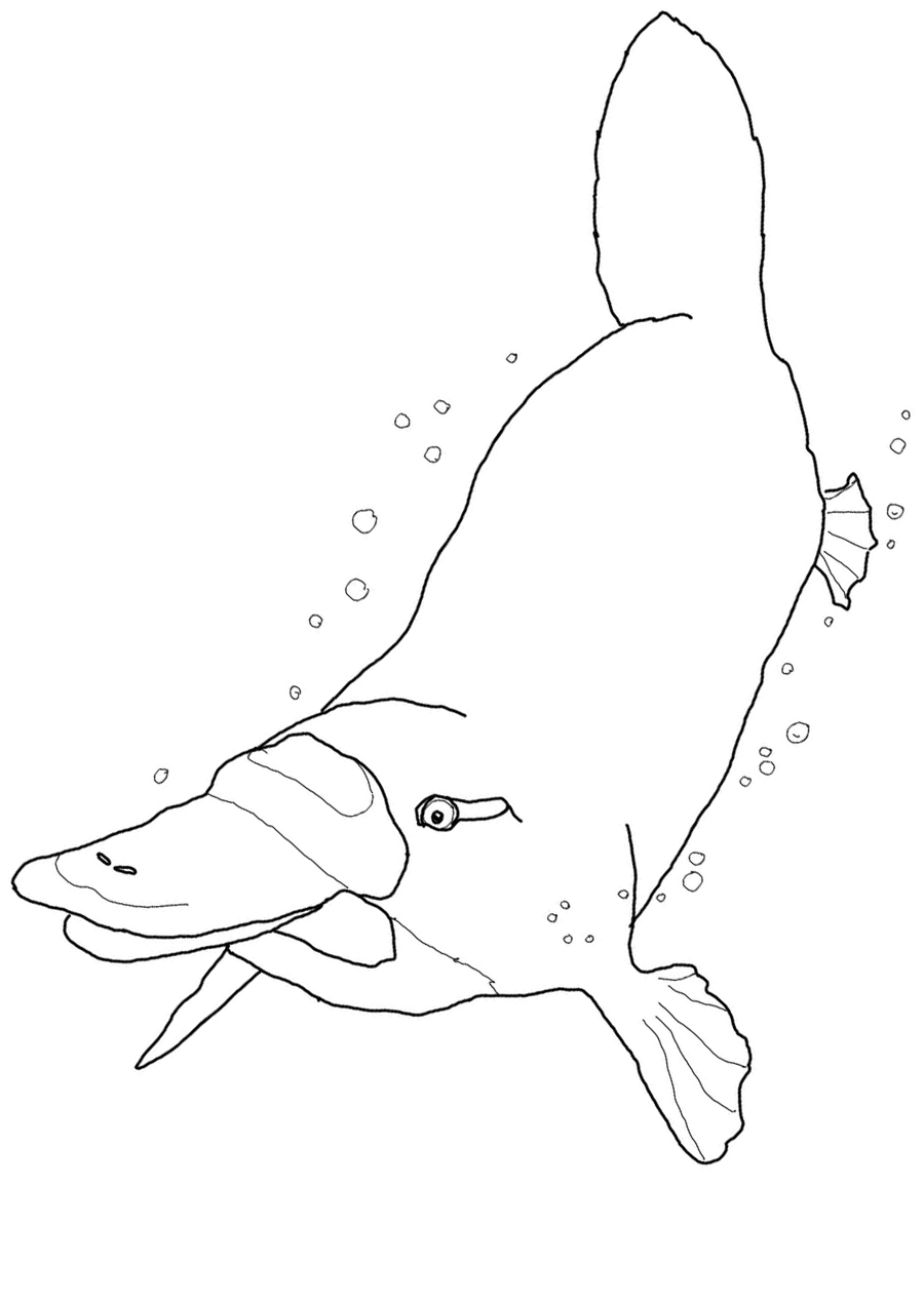 unique platypus coloring pages printable jpg