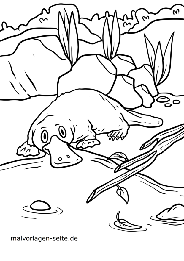 34 Unique Platypus Coloring Pages Printable 31