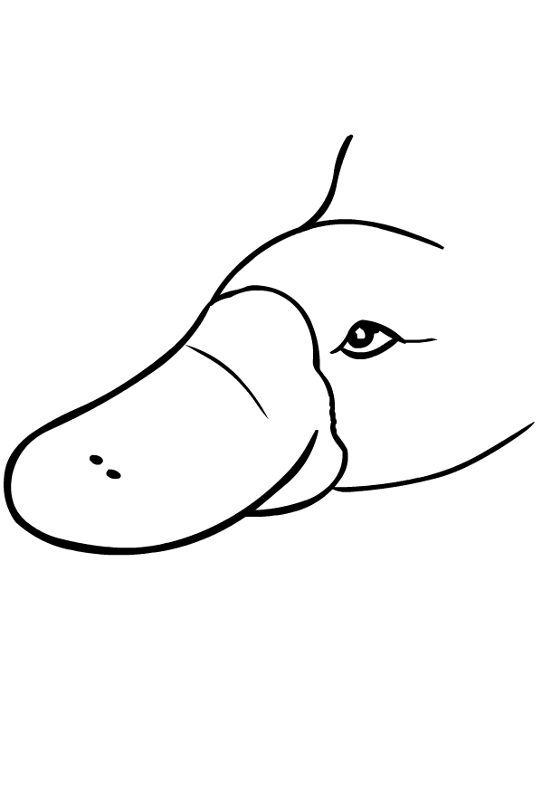 34 Unique Platypus Coloring Pages Printable 6