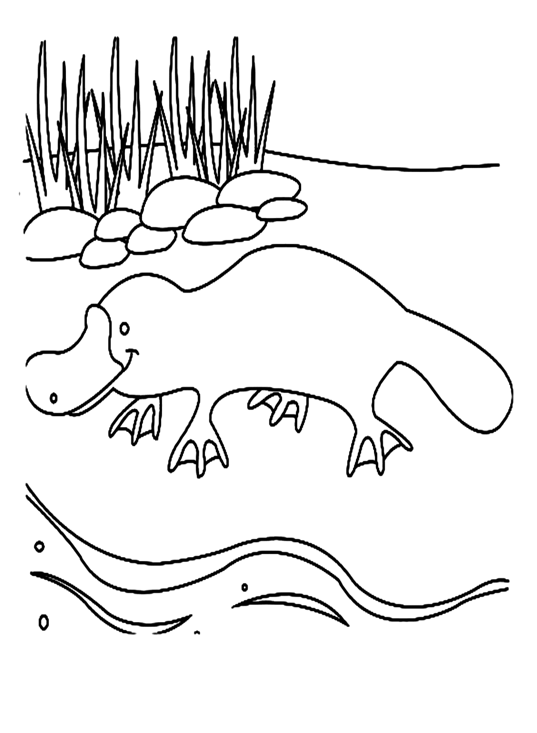 34 Unique Platypus Coloring Pages Printable 7