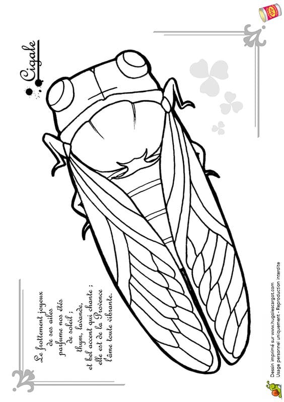 35 Intriguing Cicada Coloring Pages Printable 10