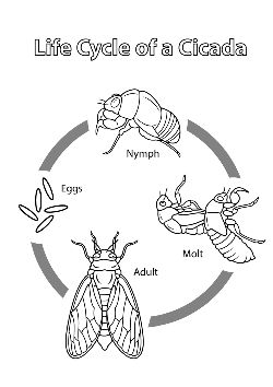 35 Intriguing Cicada Coloring Pages Printable 11