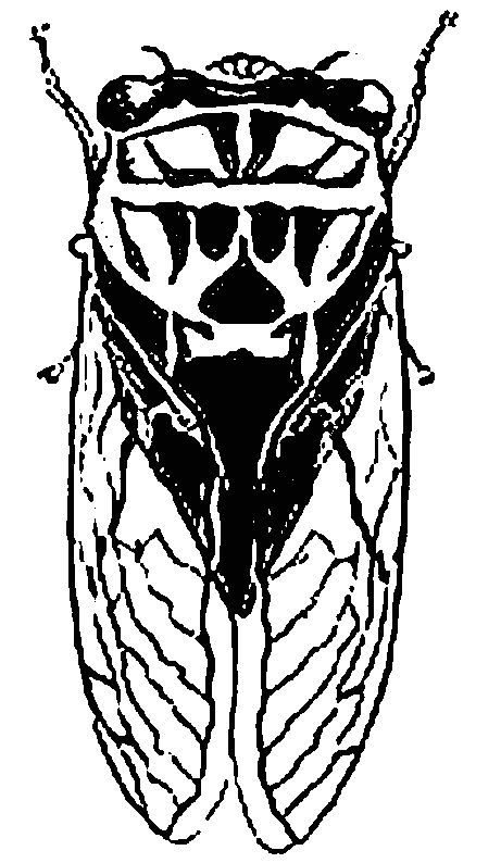 35 Intriguing Cicada Coloring Pages Printable 13