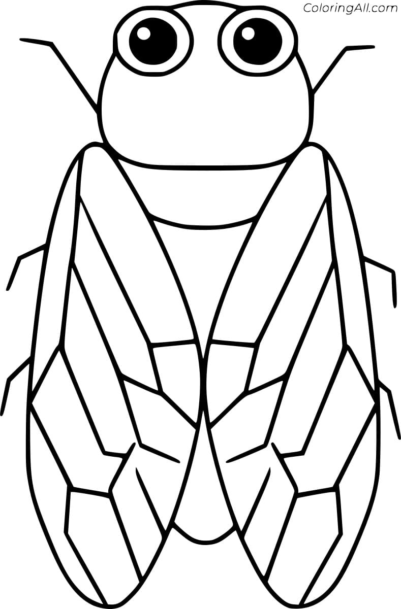 35 Intriguing Cicada Coloring Pages Printable 15