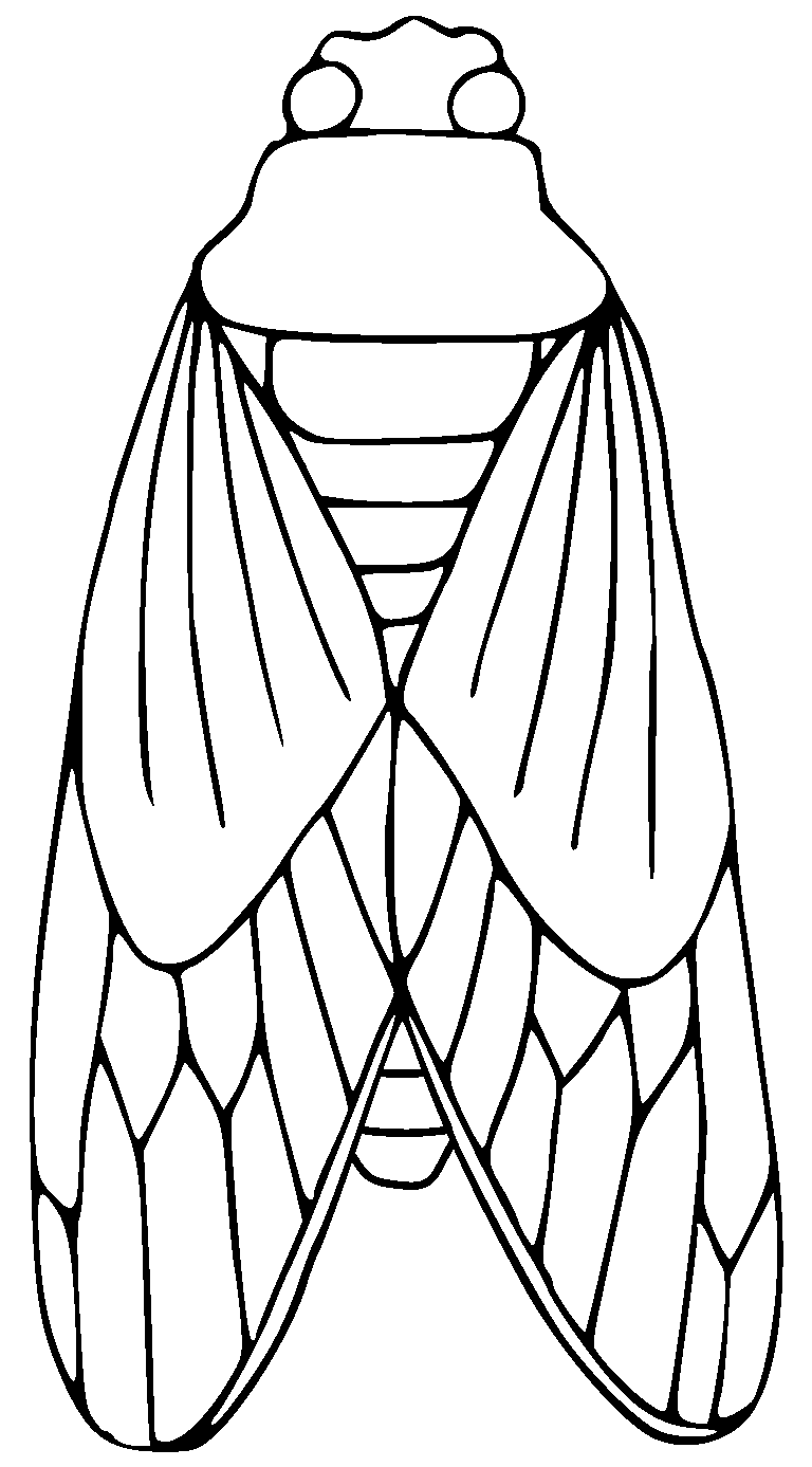 35 Intriguing Cicada Coloring Pages Printable 16