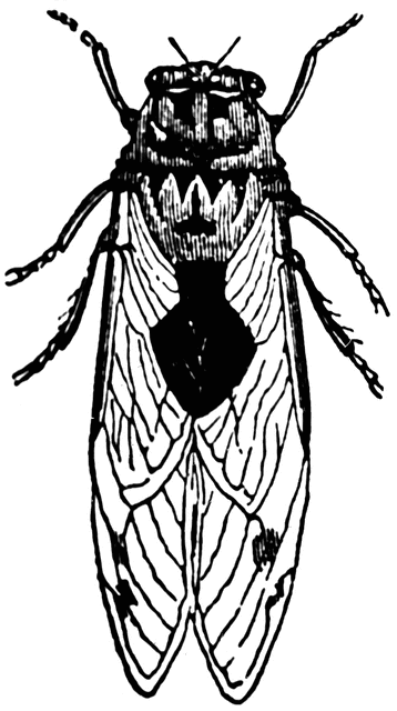 35 Intriguing Cicada Coloring Pages Printable 22