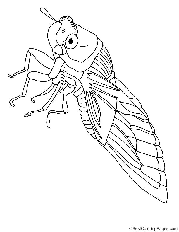 35 Intriguing Cicada Coloring Pages Printable 24