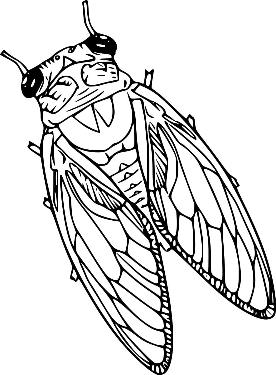 35 Intriguing Cicada Coloring Pages Printable 25