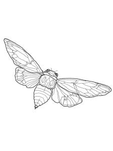 35 Intriguing Cicada Coloring Pages Printable 28