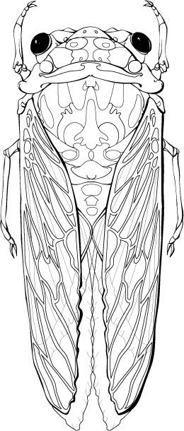 35 Intriguing Cicada Coloring Pages Printable 3