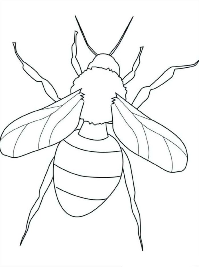 35 Intriguing Cicada Coloring Pages Printable 30