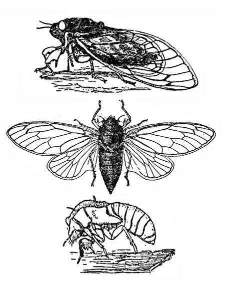 35 Intriguing Cicada Coloring Pages Printable 31