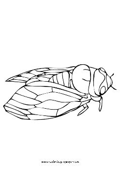 35 Intriguing Cicada Coloring Pages Printable 33