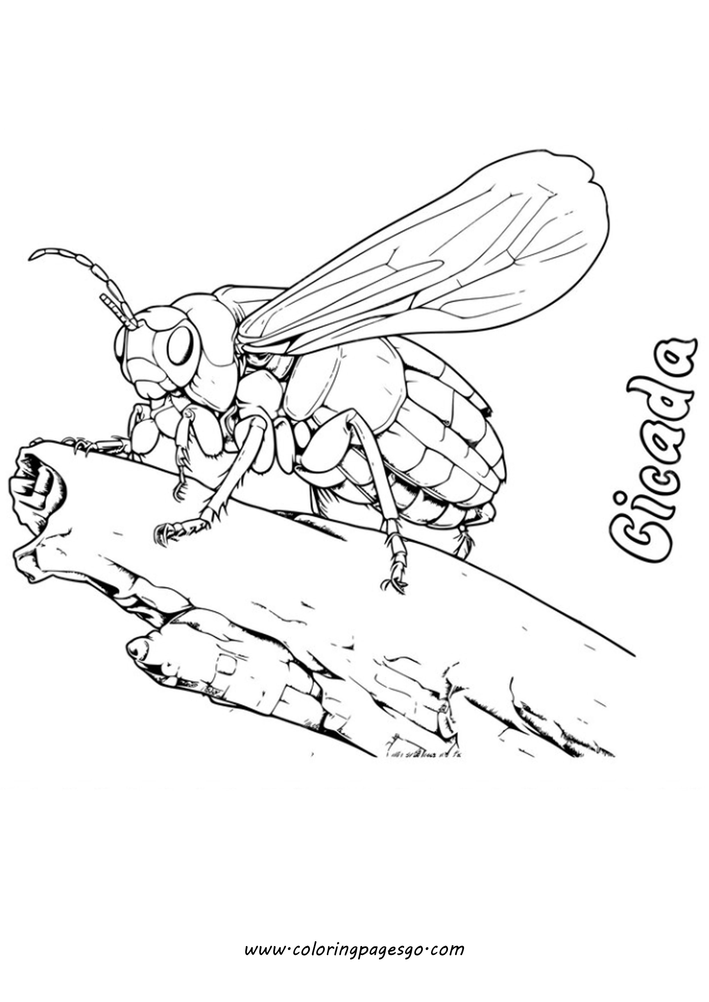 35 Intriguing Cicada Coloring Pages Printable 34