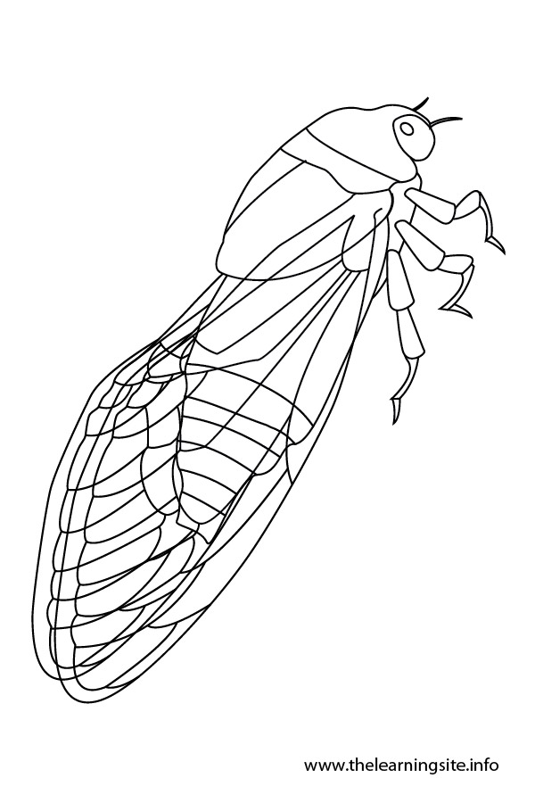 35 Intriguing Cicada Coloring Pages Printable 5