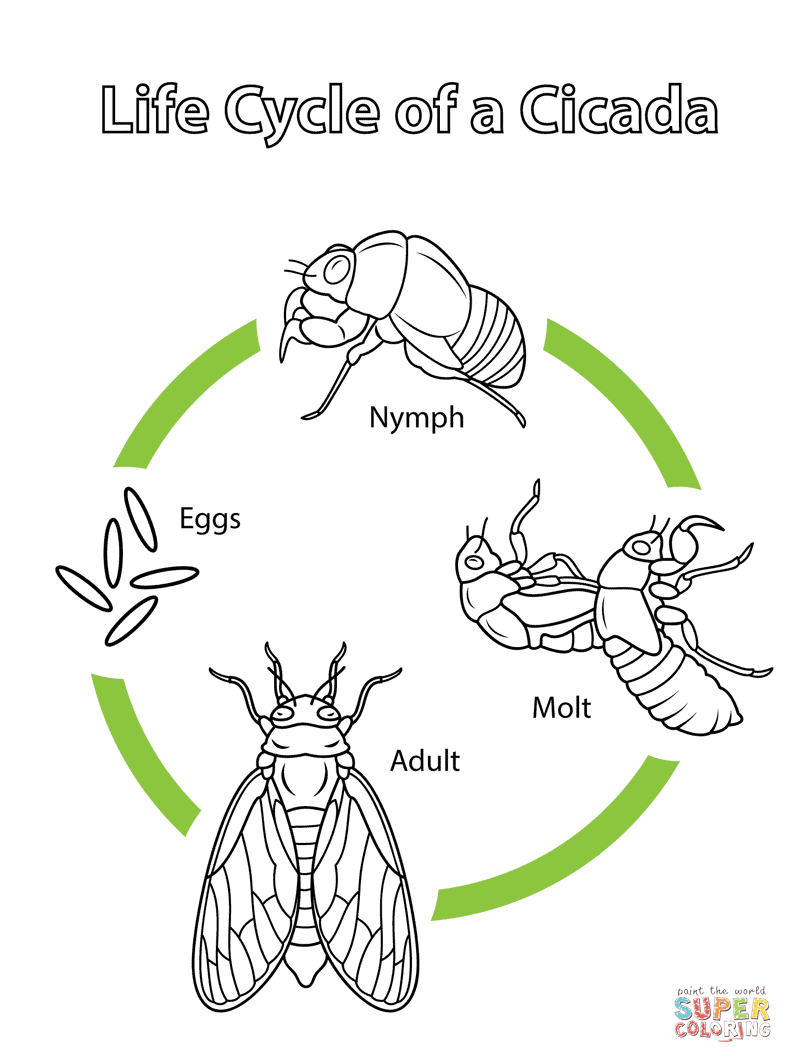 35 Intriguing Cicada Coloring Pages Printable 6