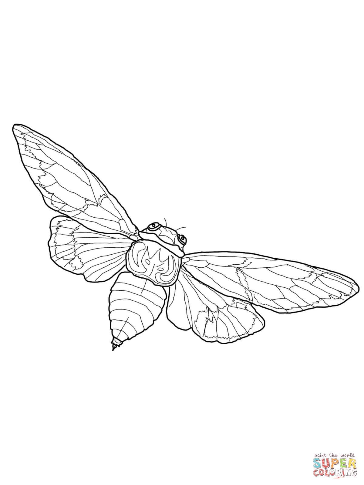 35 Intriguing Cicada Coloring Pages Printable 9