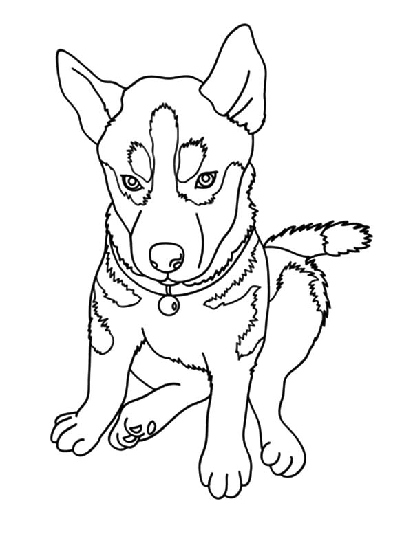 36 Adorable Chihuahua Coloring Pages Printable 24