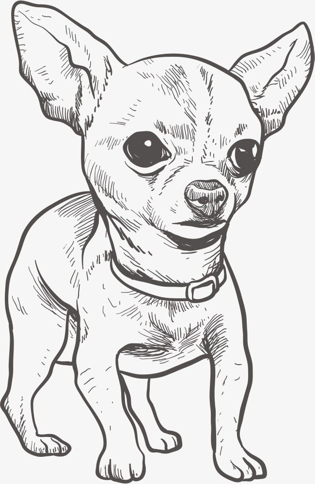 36 Adorable Chihuahua Coloring Pages Printable 27