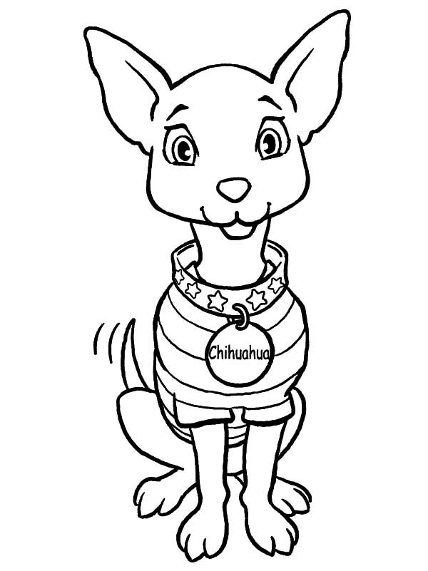 36 Adorable Chihuahua Coloring Pages Printable 32