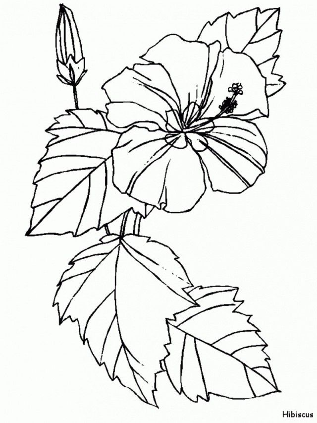 37 Tropical Hawaiian Themed Coloring Pages Printable 24