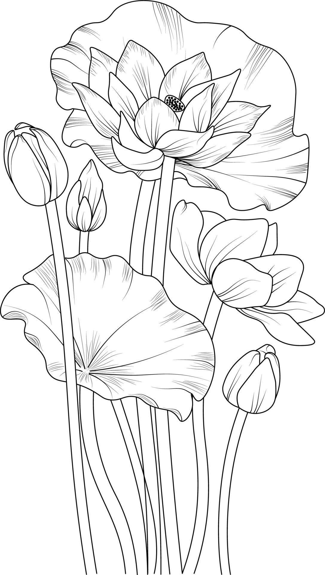 38 Serene Lotus Coloring Pages Printable 11