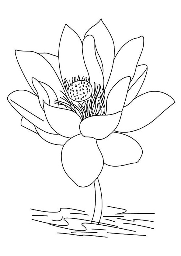 38 Serene Lotus Coloring Pages Printable 2