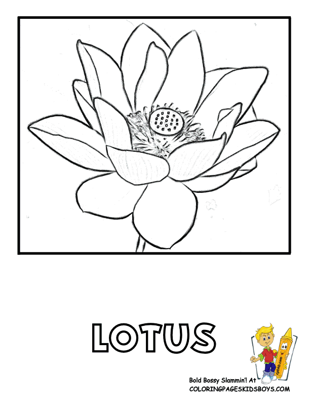 38 Serene Lotus Coloring Pages Printable 31