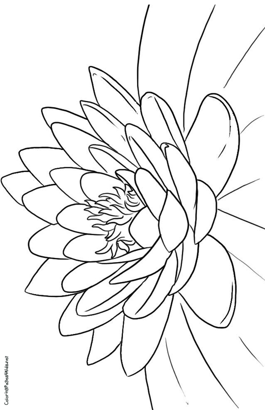 38 Serene Lotus Coloring Pages Printable 33