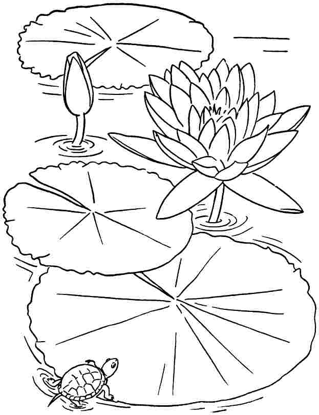 38 Serene Lotus Coloring Pages Printable 5