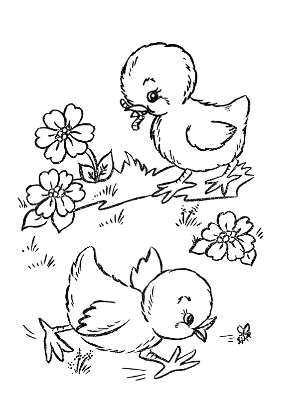 39 Cute Baby Chicks Coloring Pages Printable 21