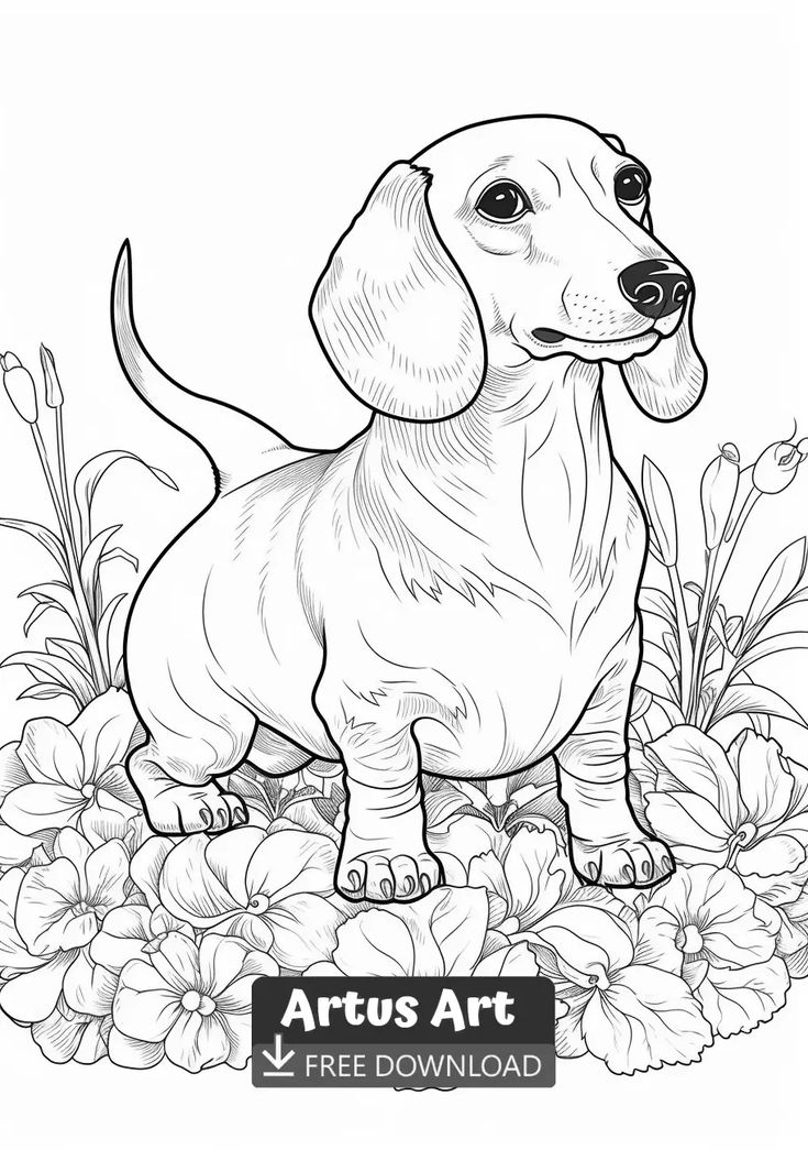 93 Dachshund Dog Coloring Page Printable 27