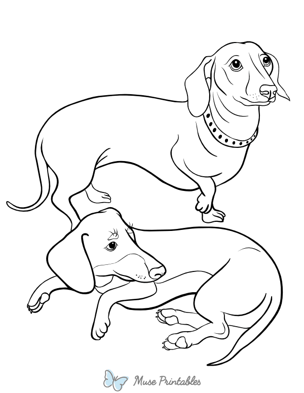 93 Dachshund Dog Coloring Page Printable 48