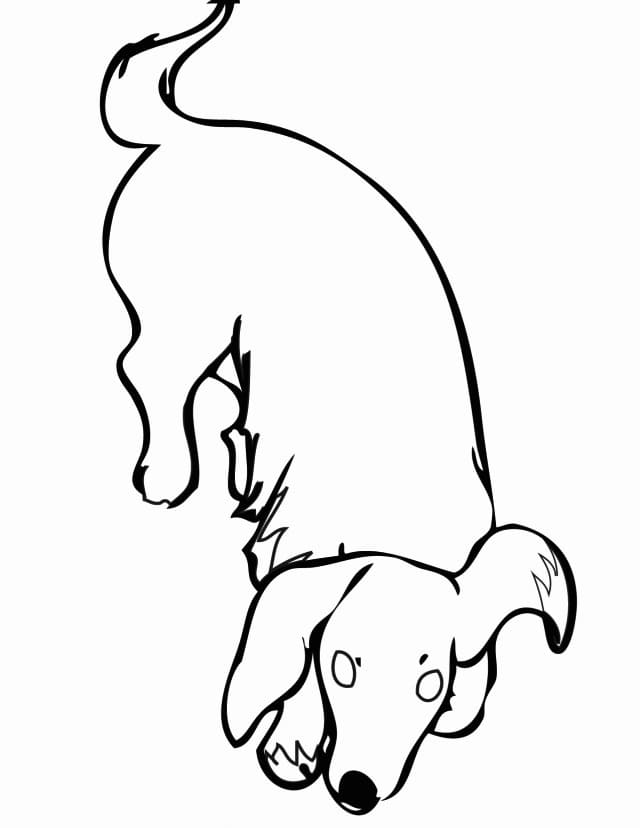 93 Dachshund Dog Coloring Page Printable 49