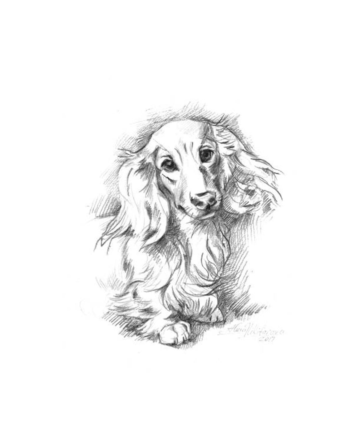 93 Dachshund Dog Coloring Page Printable 84