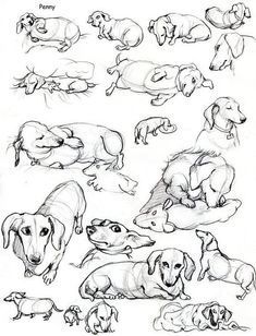 93 Dachshund Dog Coloring Page Printable 86