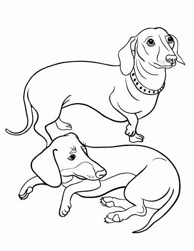 93 Dachshund Dog Coloring Page Printable 9