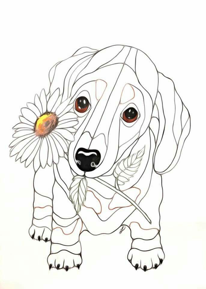 dachshund dog coloring page printable jpg