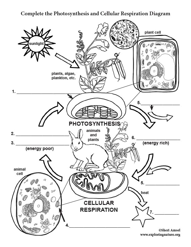 31 Heat Transfer Coloring Pages Answer Key Printable 17