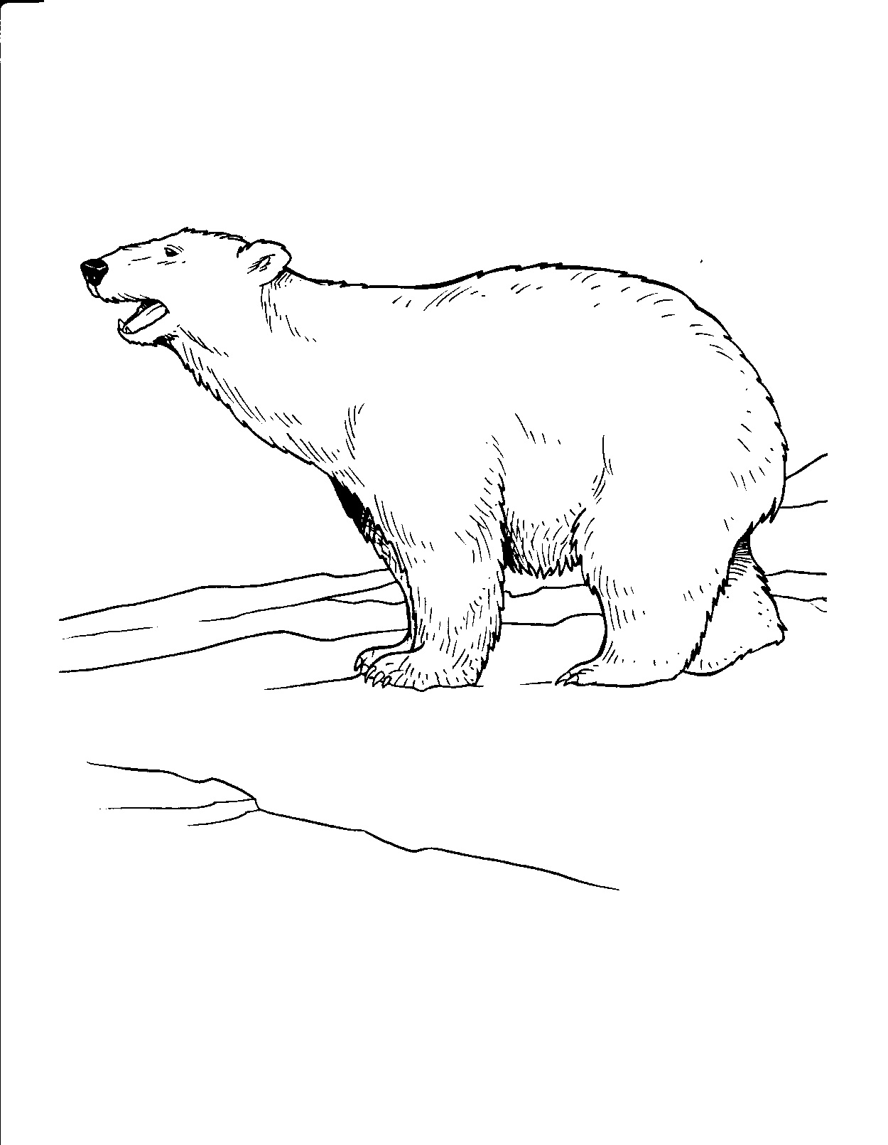 winter bear coloring pages printable jpg