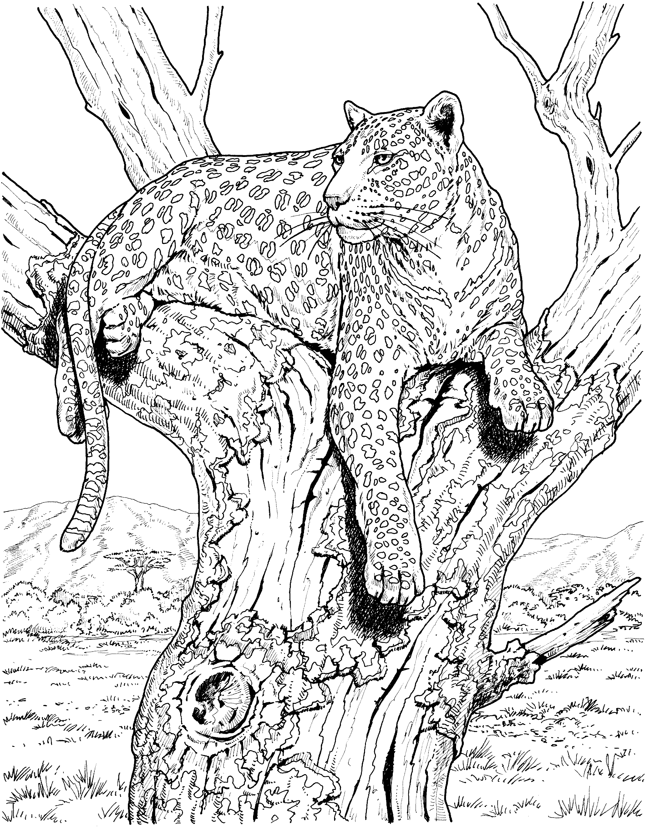 32 Animal Coloring Pages Online Free Printable 29