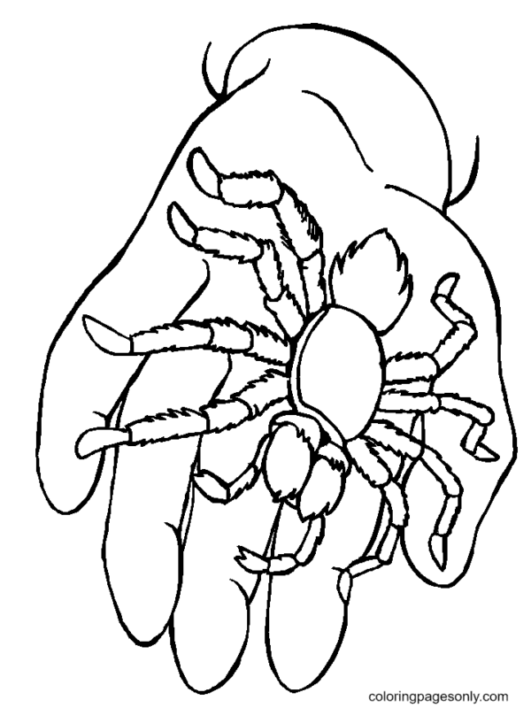 35 Exciting Halloween Spider Coloring Pages Printable 15