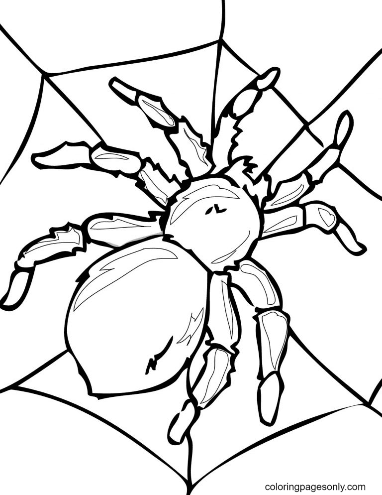 35 Exciting Halloween Spider Coloring Pages Printable 2