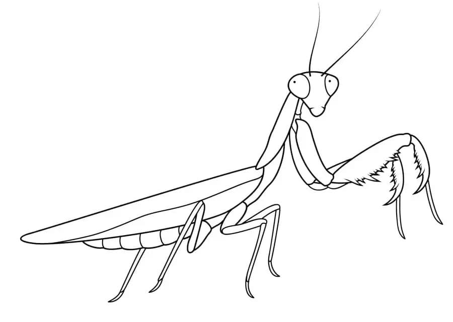 10 Mantis Coloring Pages Printable: Unleash Your Creativity and Learn About These Fascinating Insects