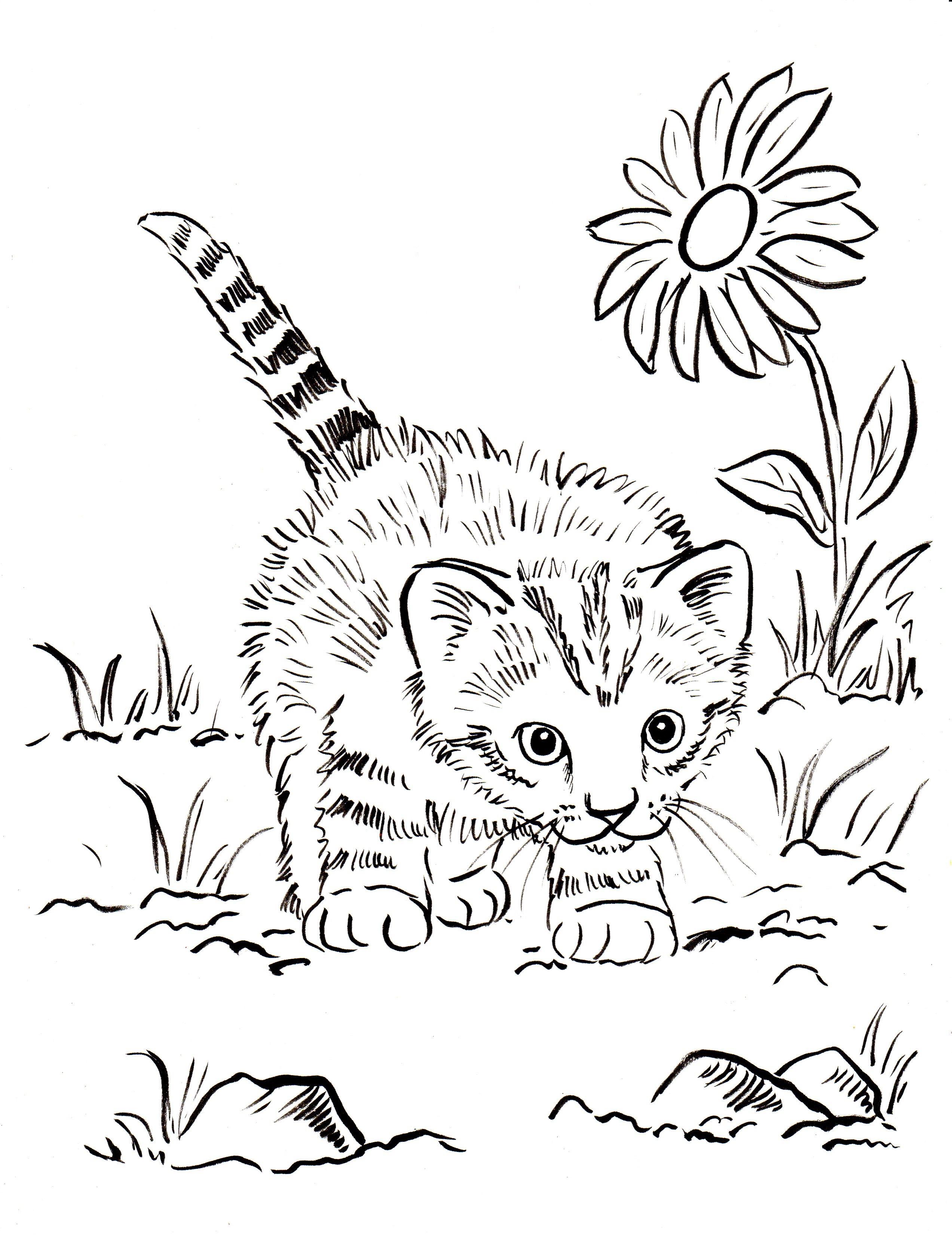 41+ Best of Cat Coloring Pages Books